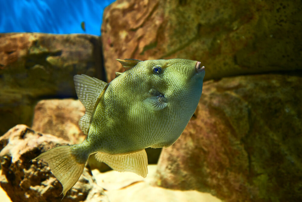 Gray triggerfish