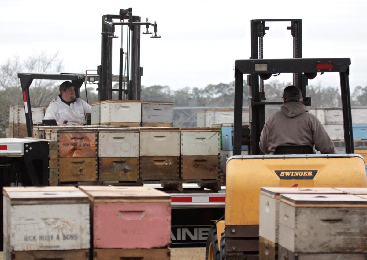 Matt Thomas and Perry Green use forklifts to load beehives