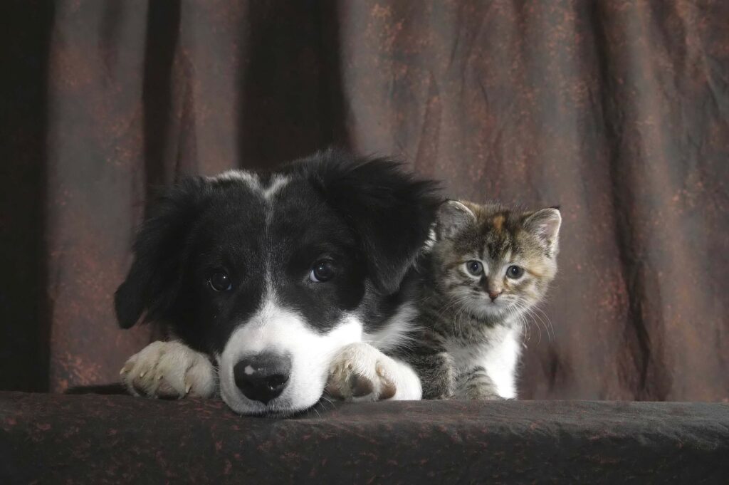 cat and dog