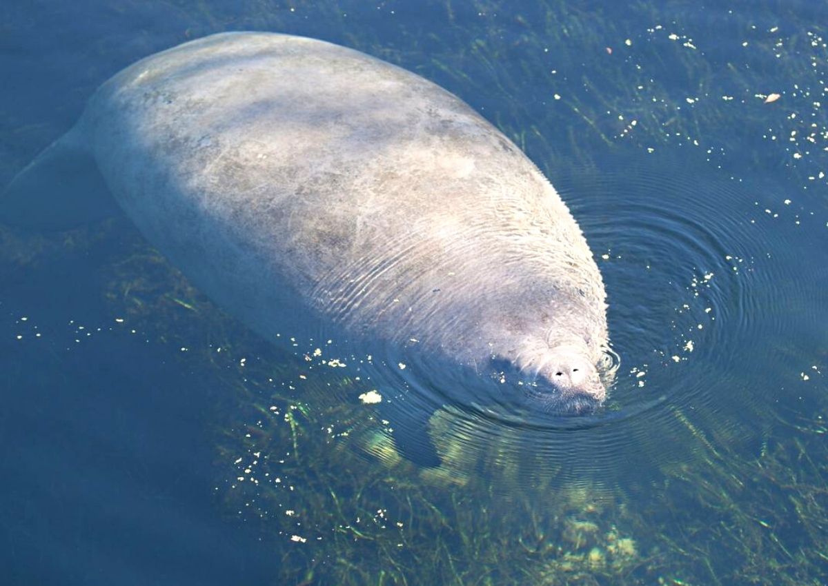 A manatee at Wakulla Springs
