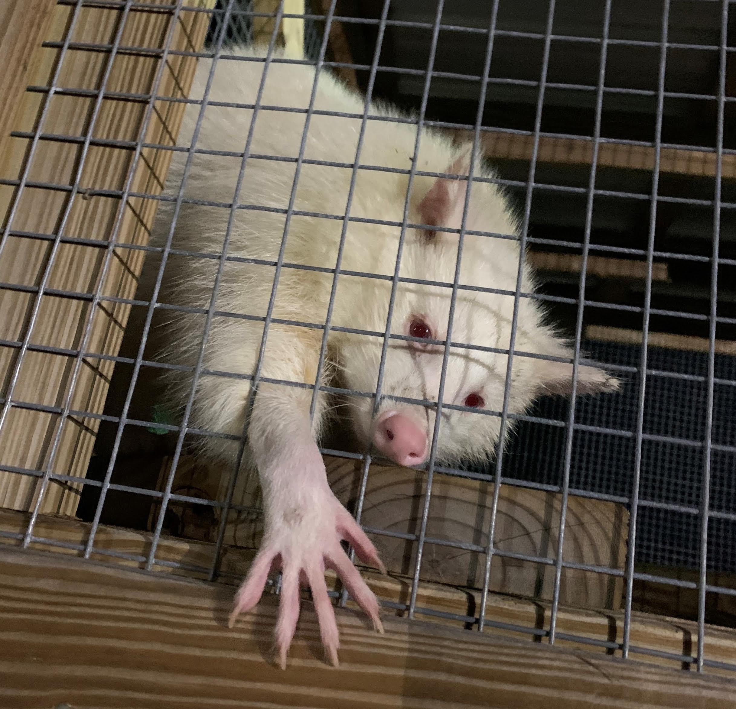 Rare Albino Racoon Reaching Paw Forward