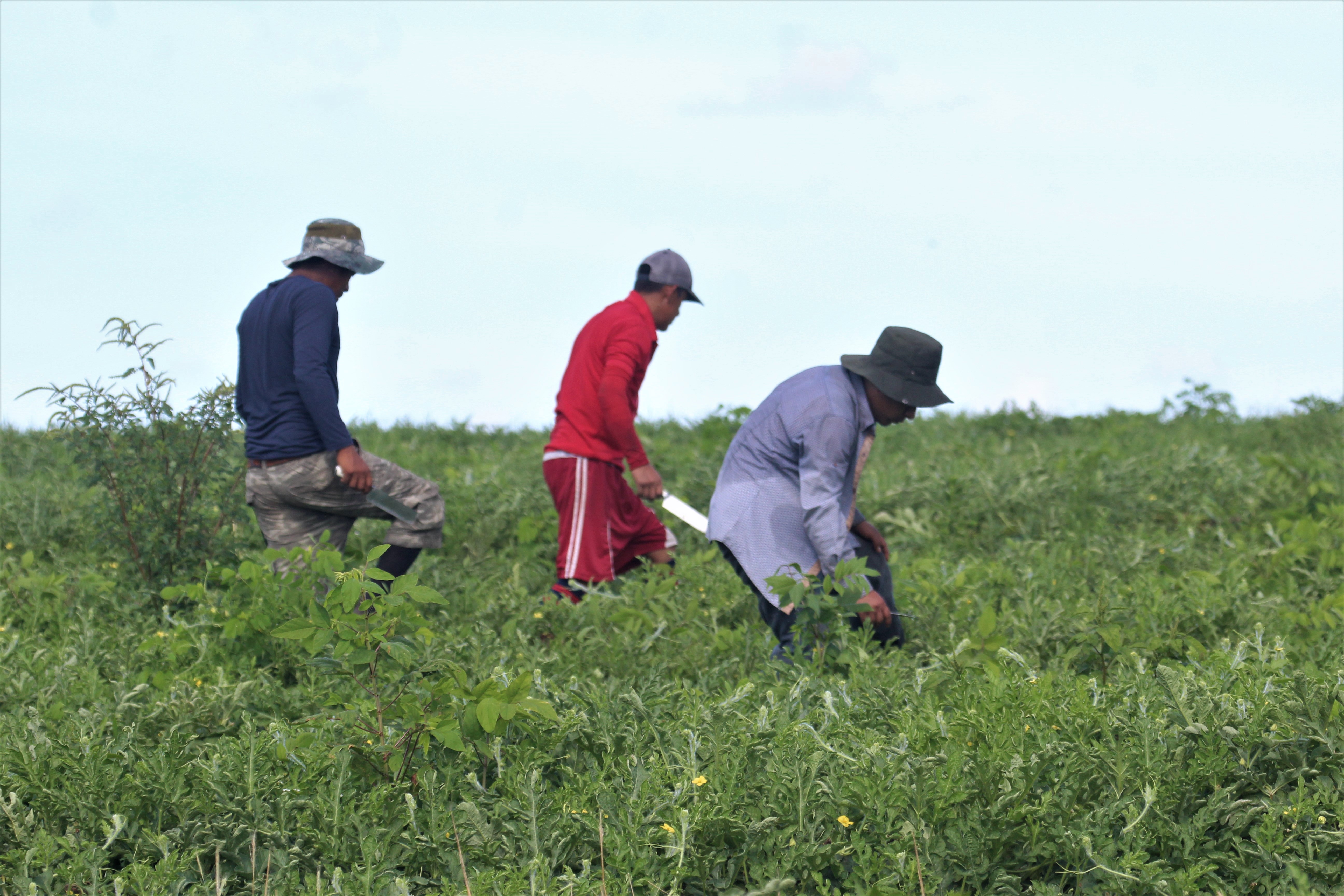cutters release watermelons from the vine in field
