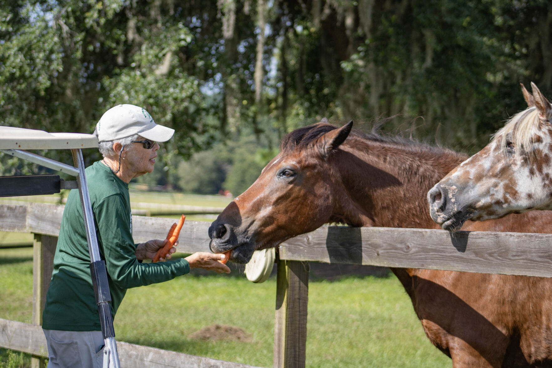 Alachua farm for rescue horses to reopen Saturday