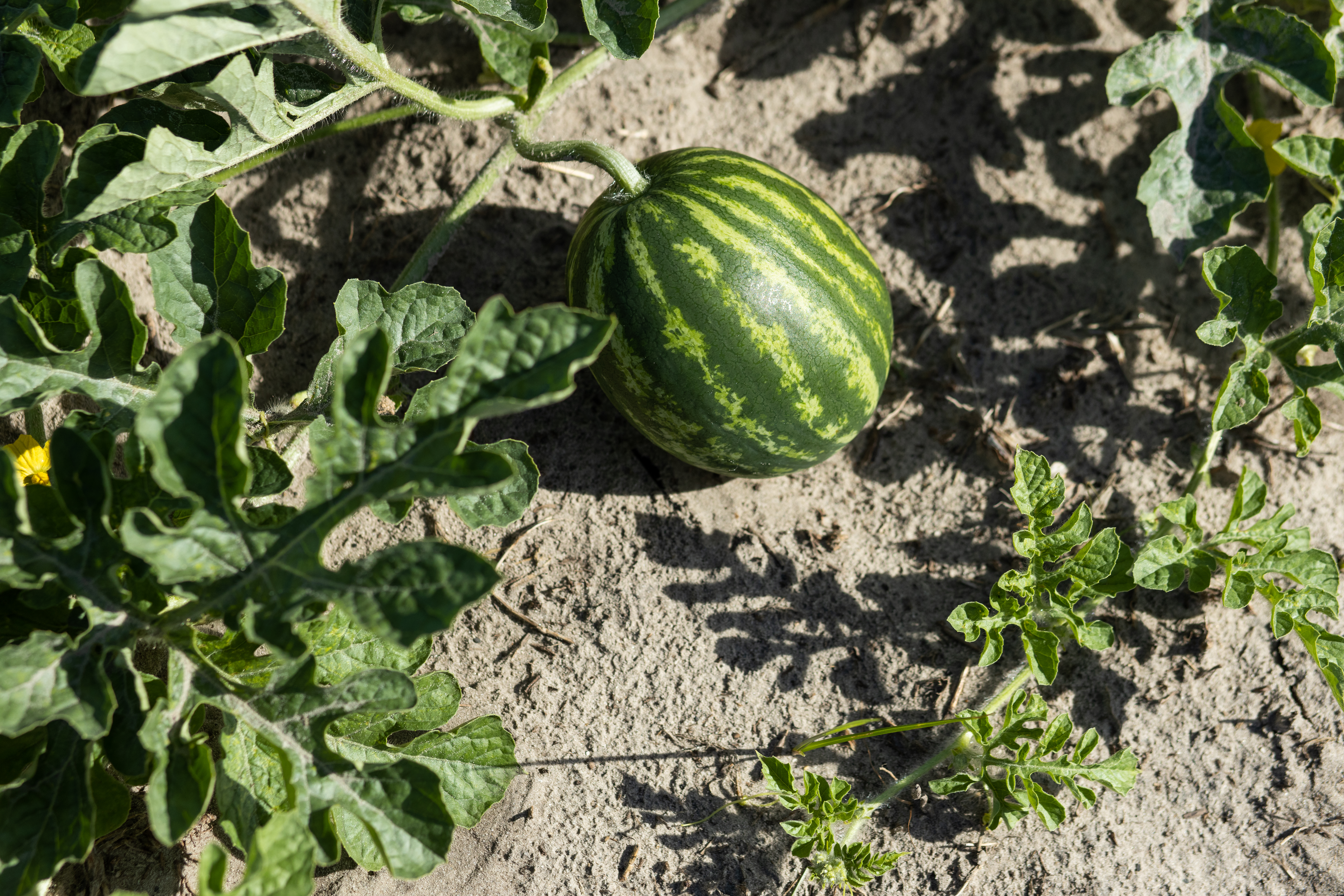 Small watermelon growing on vine