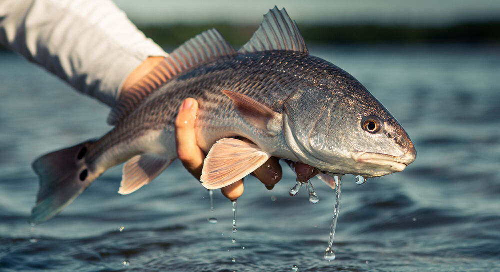 Person holding a redfish.