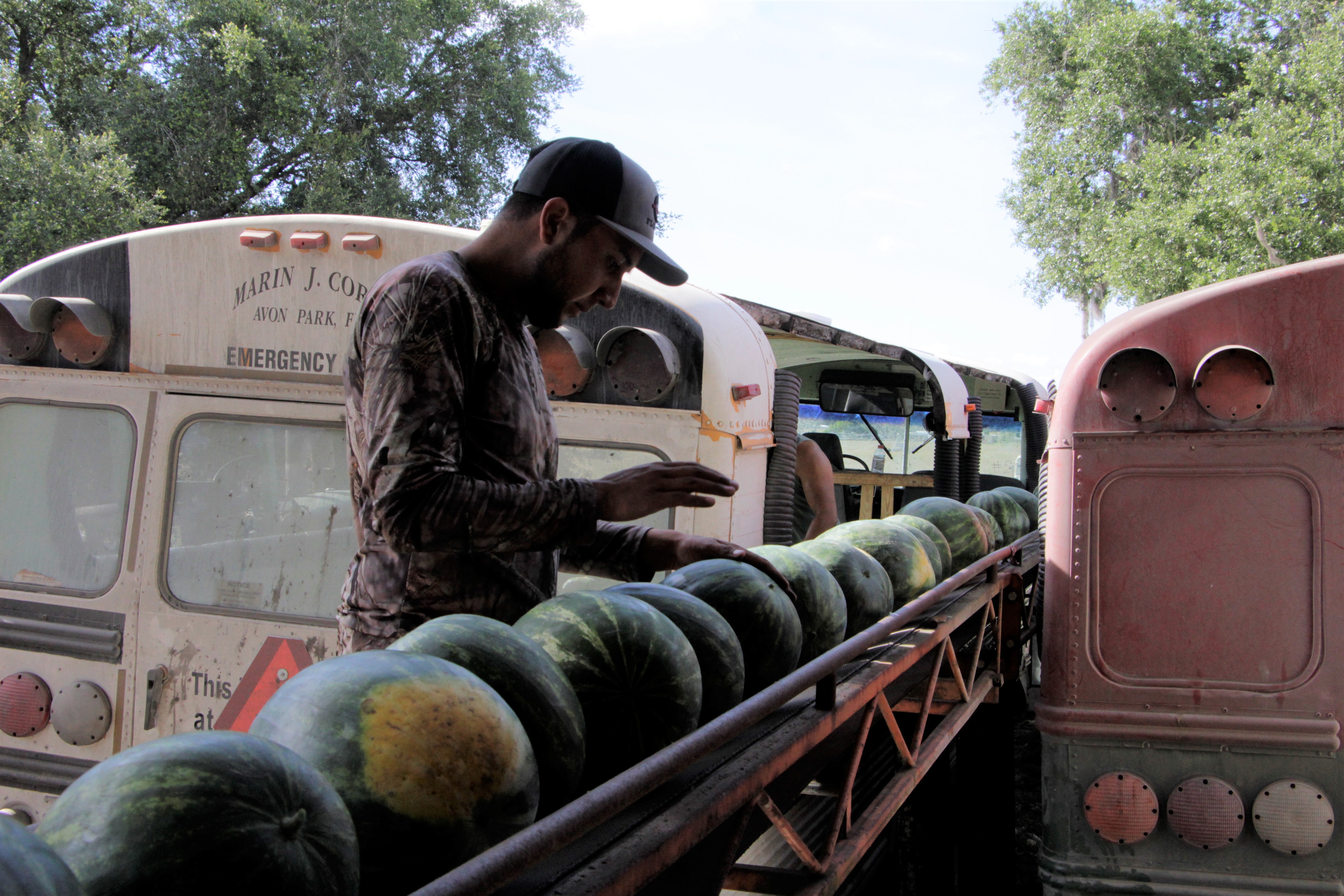 Watermelon sorting on conveyor belt
