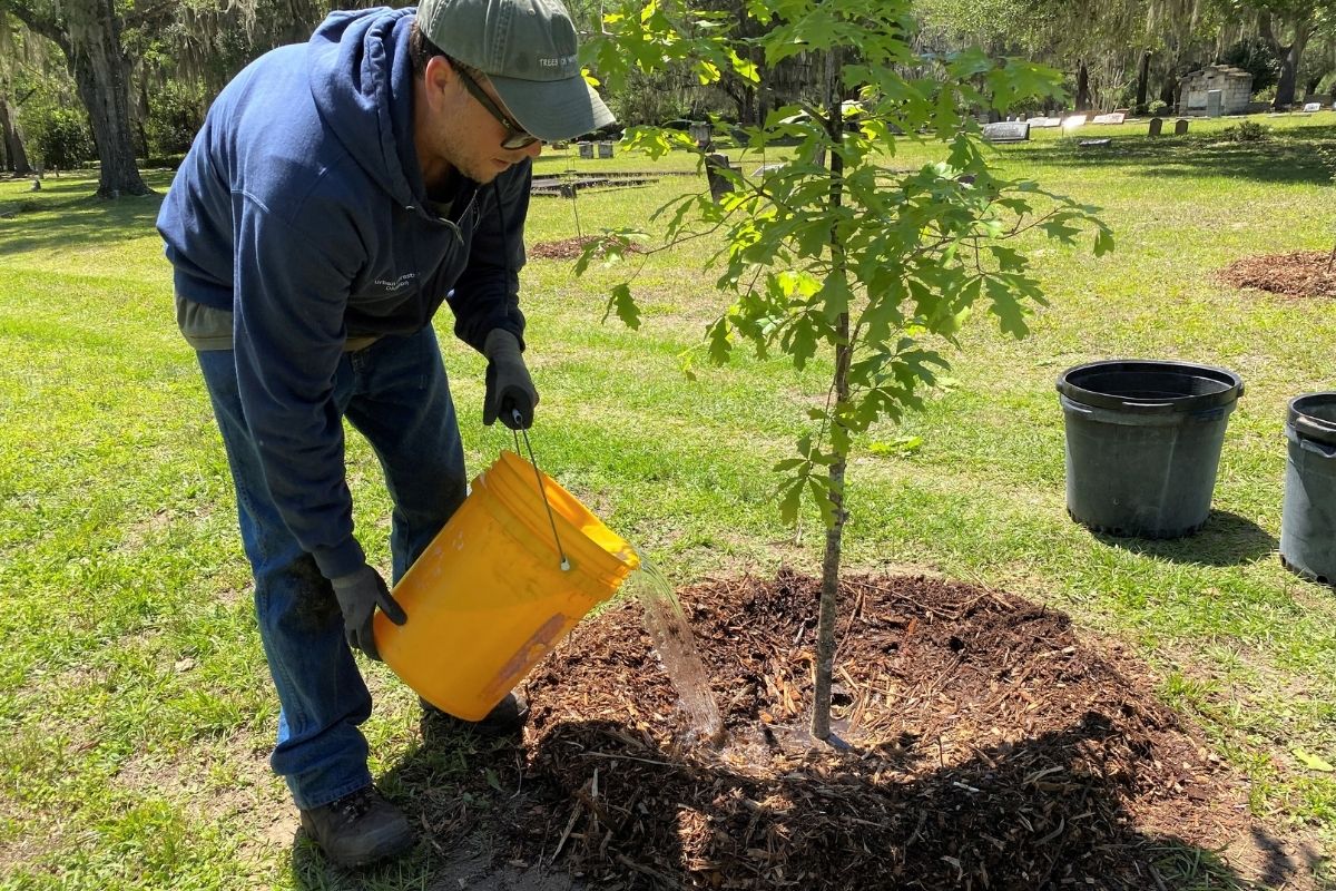 City of Gainesville horticulturist Erik Kohnen water tree