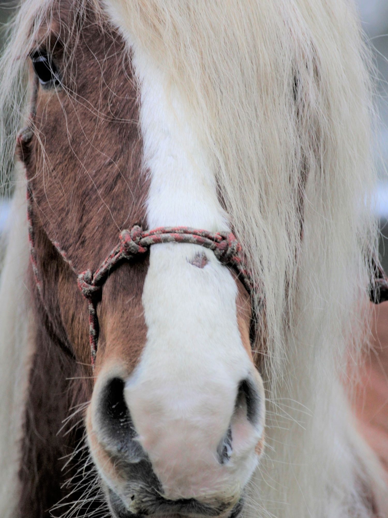 Tuff is a mustang recently rescued from the Bureau of Land Management.
