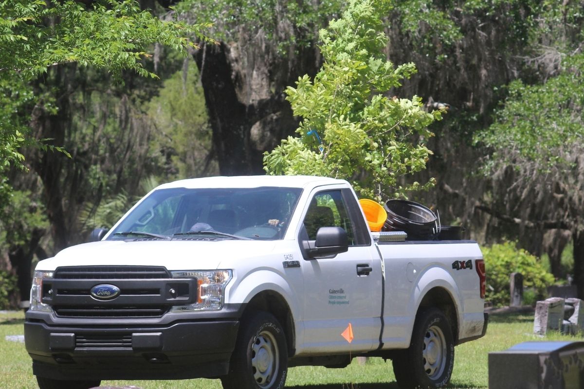 City of Gainesville horticulturist Erik Kohnen with white oak in pickup