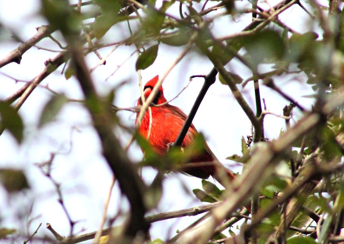 Northern Cardinal at Chapman's Pond
