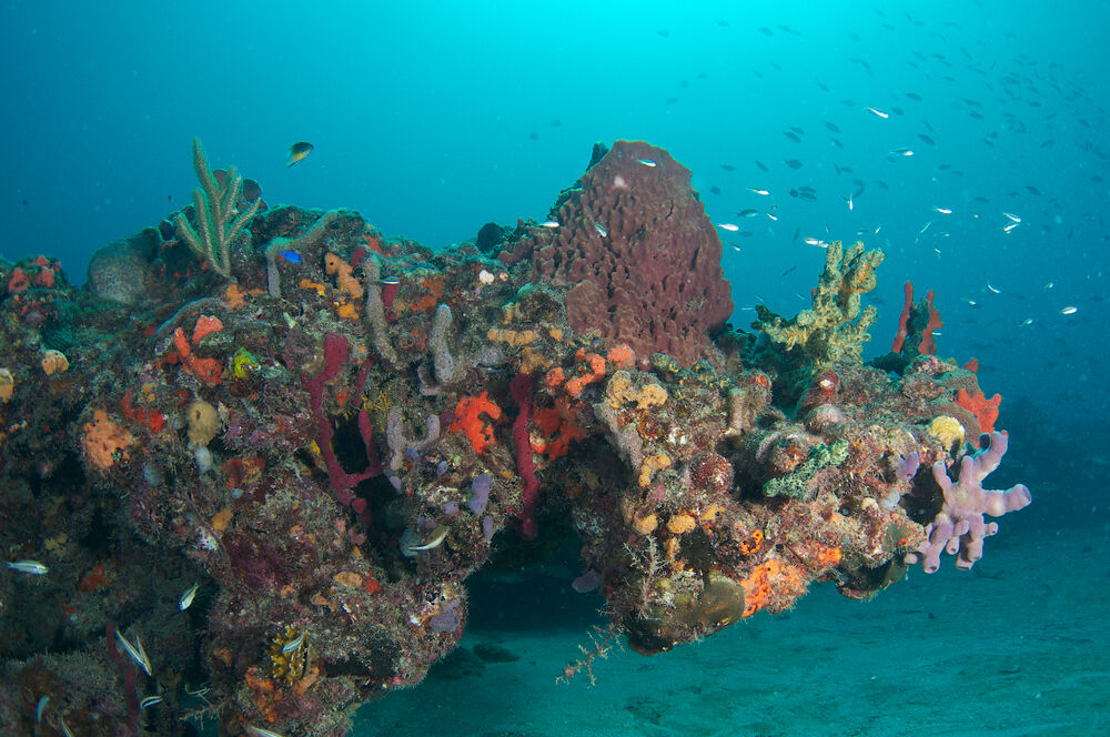 Reef outcropping in southeast Florida