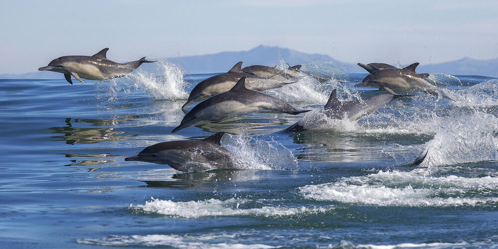 dolphins