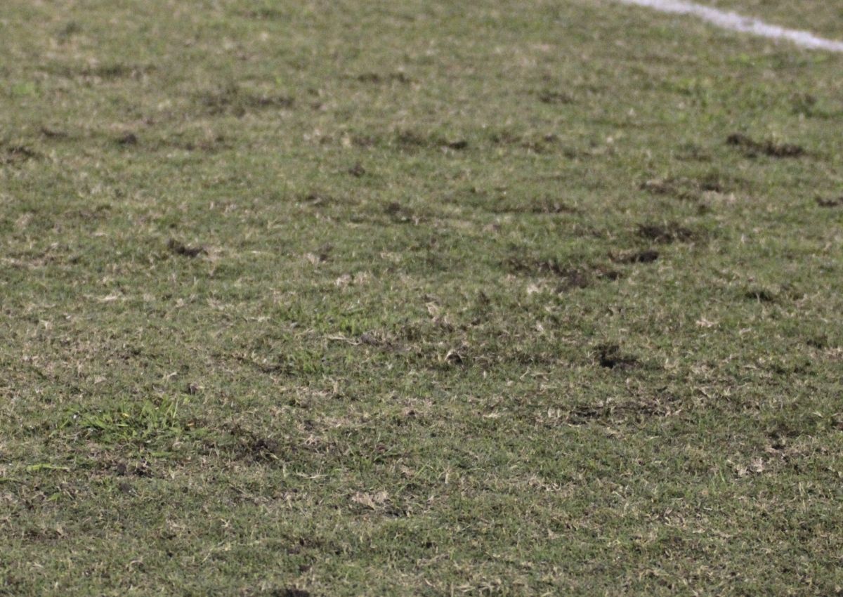 Citizens Field weeds and divots