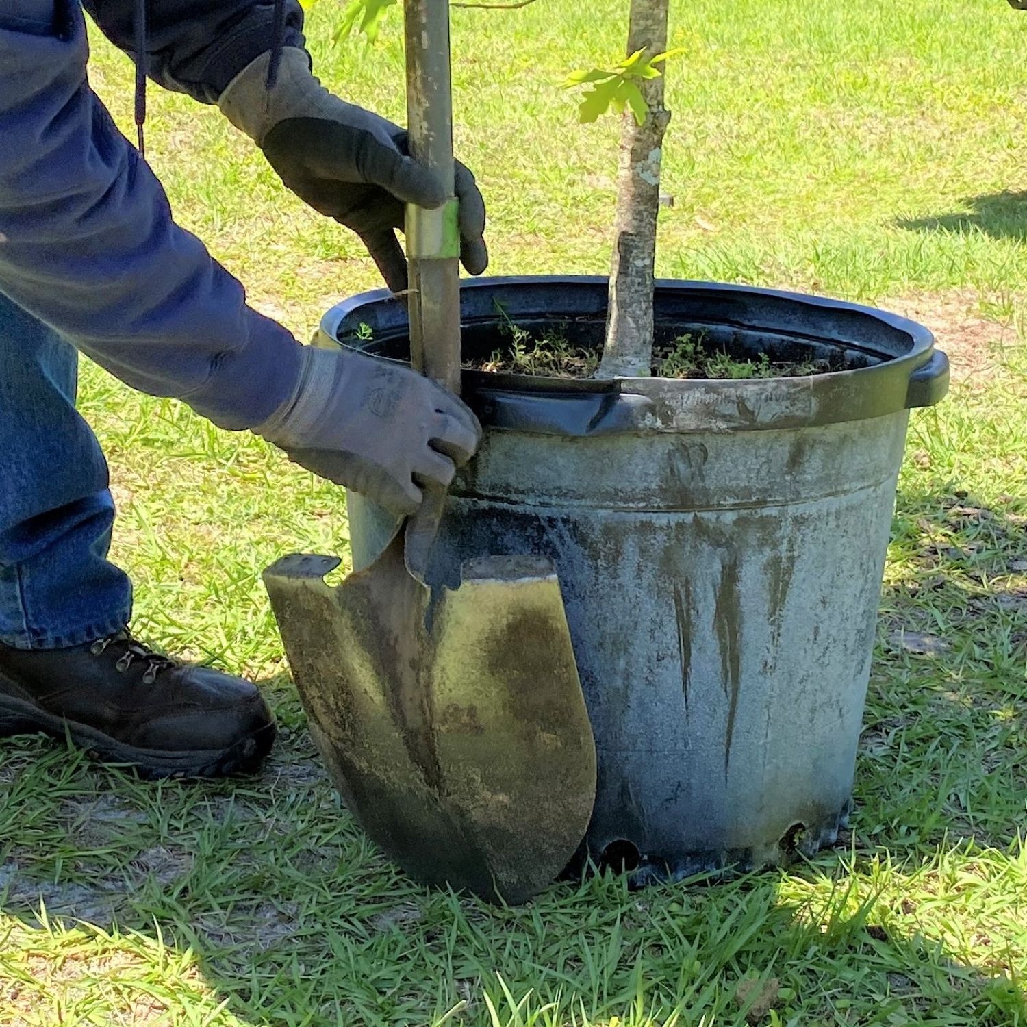 City of Gainesville horticulturist Erik Kohnen tree height for planting
