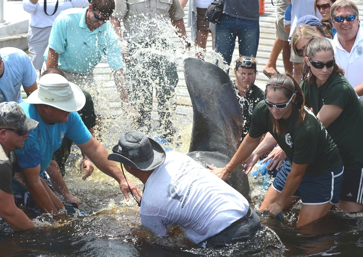 FWC releases rehabilitated manatees in Cape Coral
