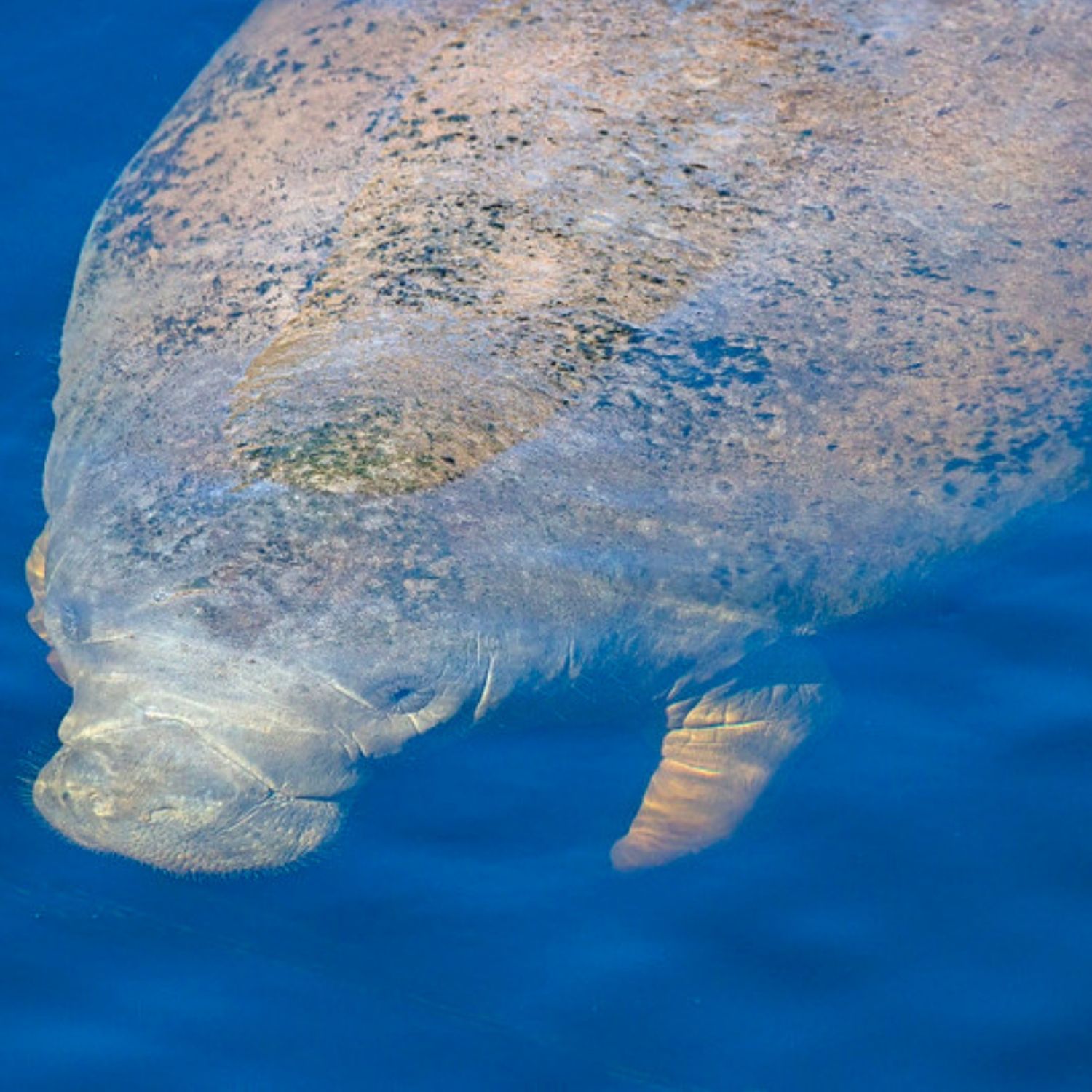 Manatee - FWC