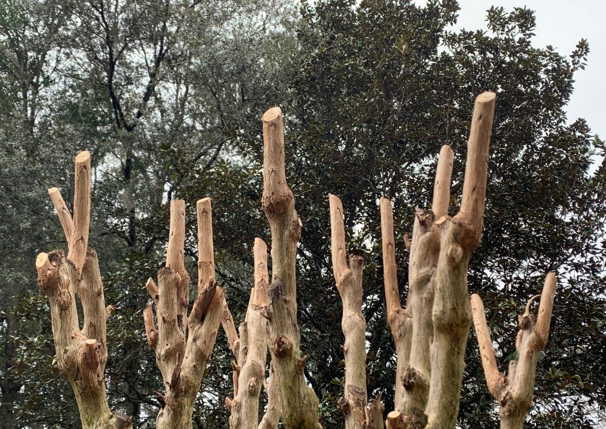 How tree services trimmed West End crape myrtle trees