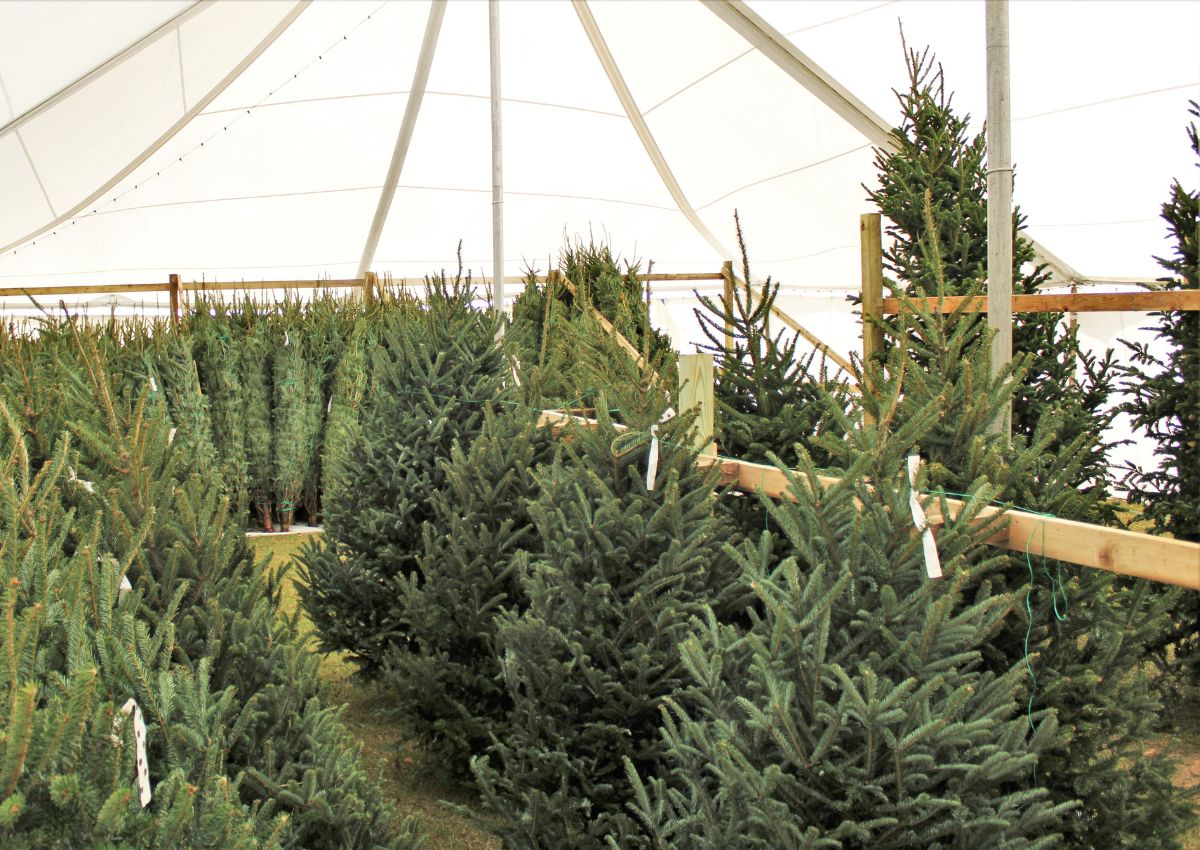 Christmas trees in a tent