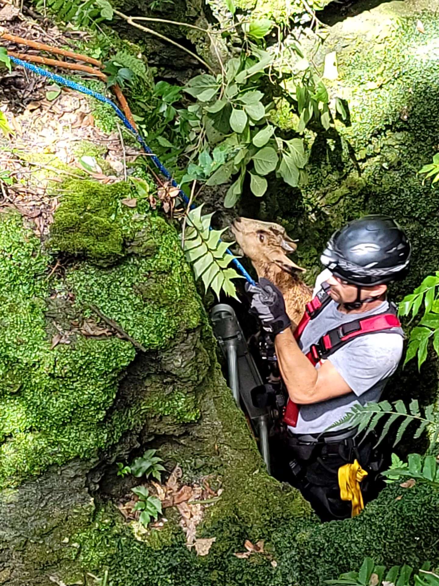 High Springs firefighter Adam Hudson emerges from sinkhole with goat