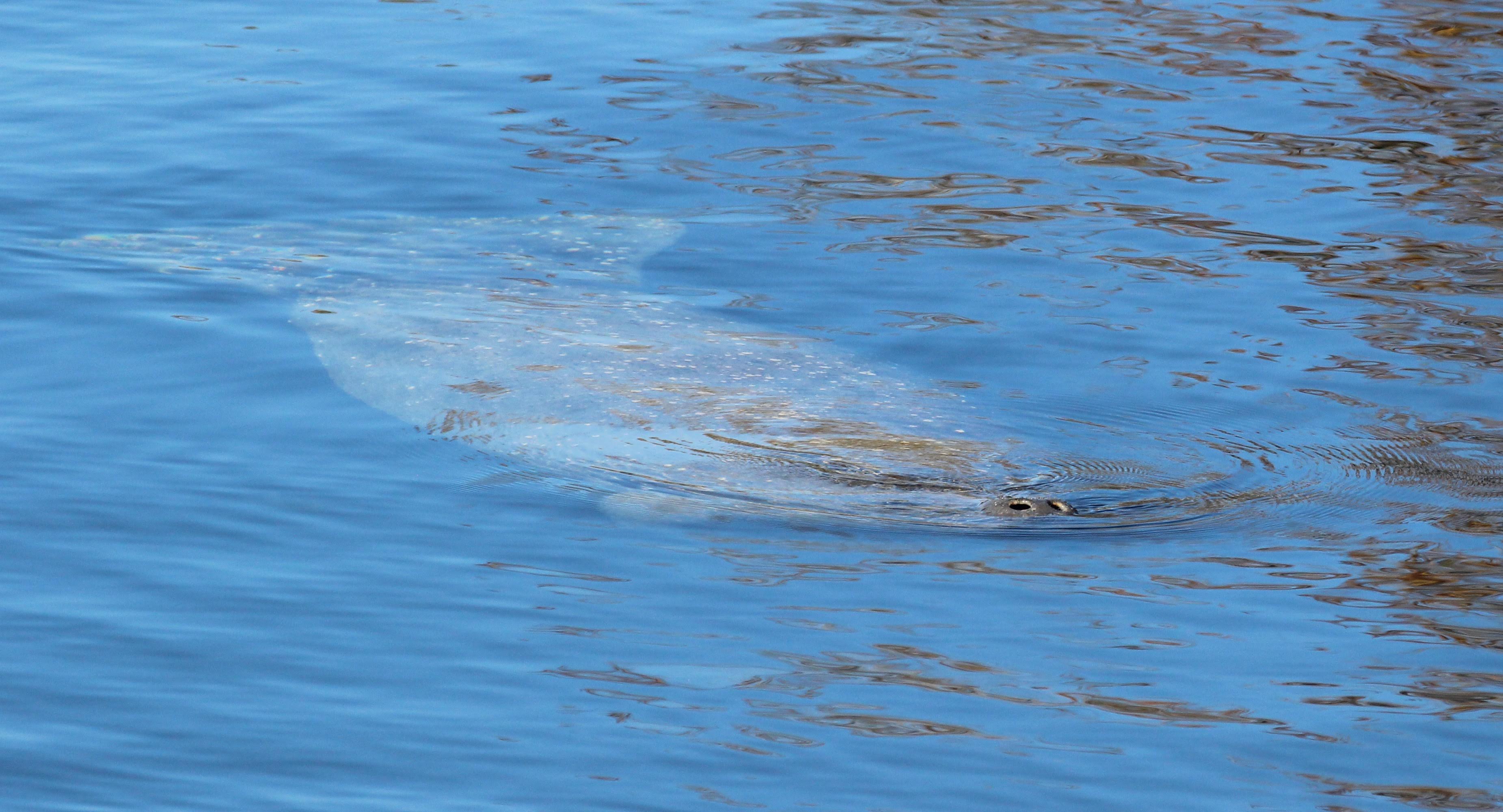 with the cooler temperatures, the manatee visitors have arrived on schedule to hang out in the warmer springs water.