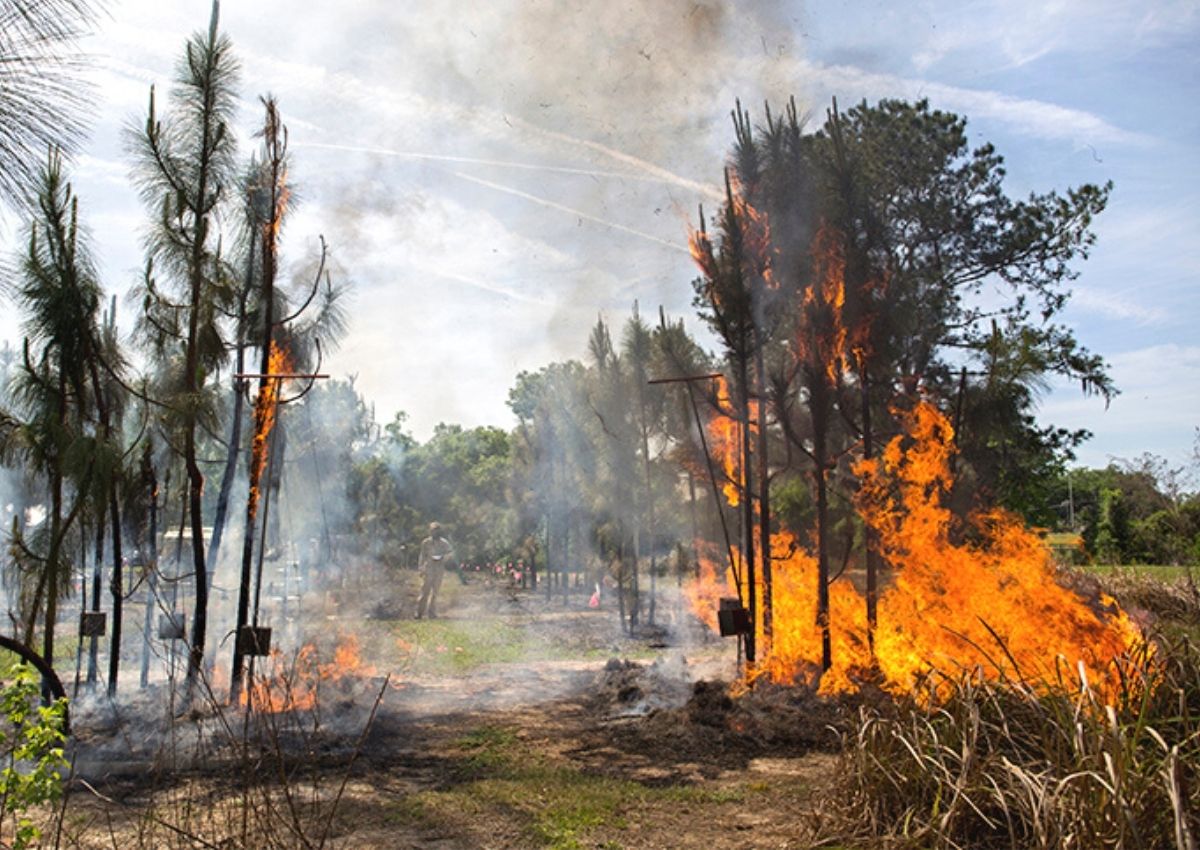 Researcher watches fire consume trees