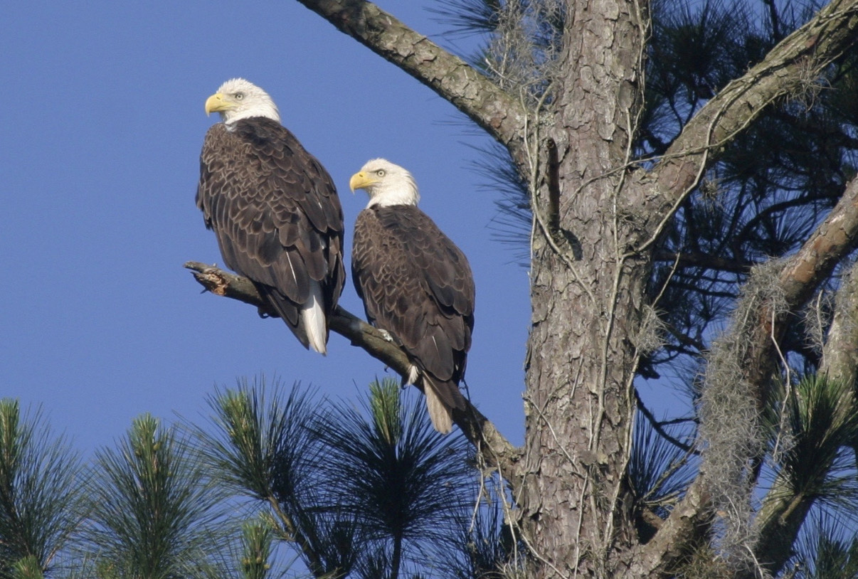Bald eagles