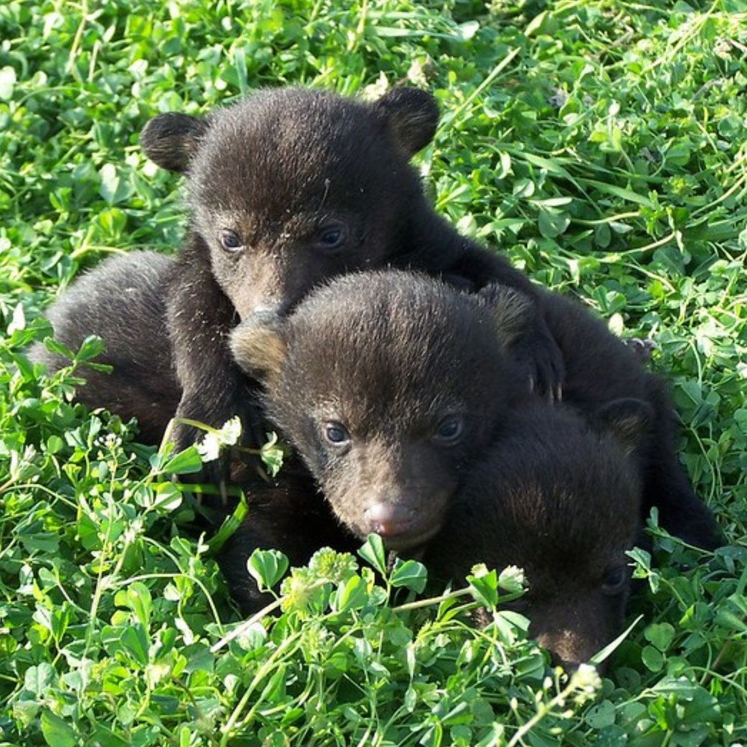 Baby bears - FWC