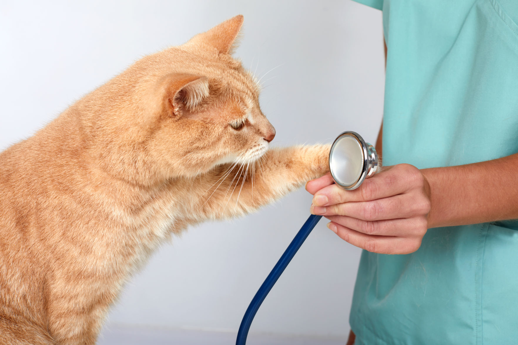 Veterinary Rounds UF-inspired cooperative brings virtual rounds to veterinary students at ...