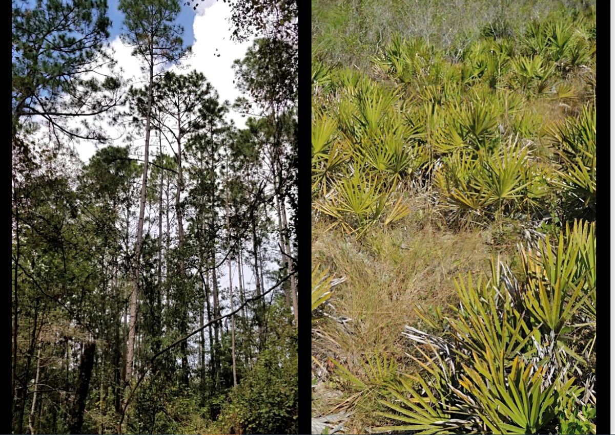 Examples of the type of plants at the county's proposed property purchase.