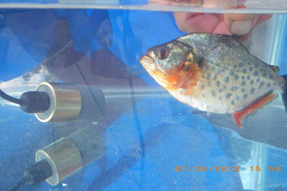 Piranha auditioned for sound