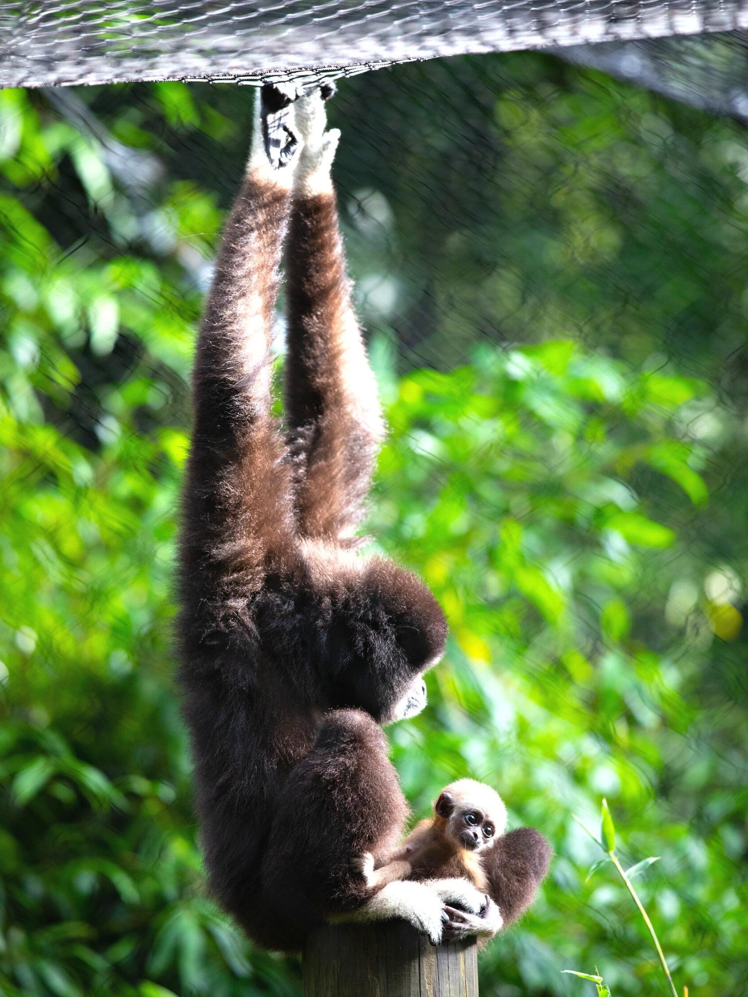Santa Fe College Teaching Zoo Cajun gibbon