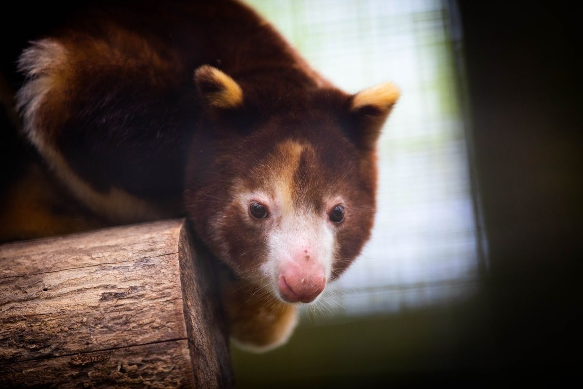 Matshie's tree kangaroo at the Santa Fe College Teaching Zoo