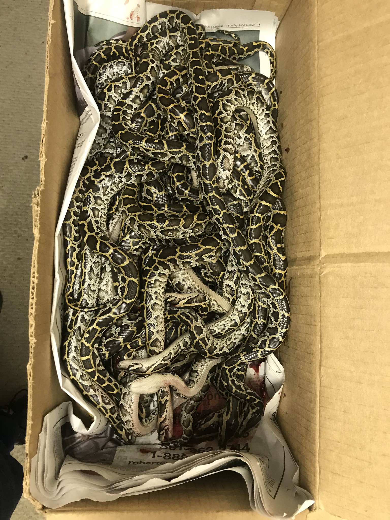 Box full of pythons