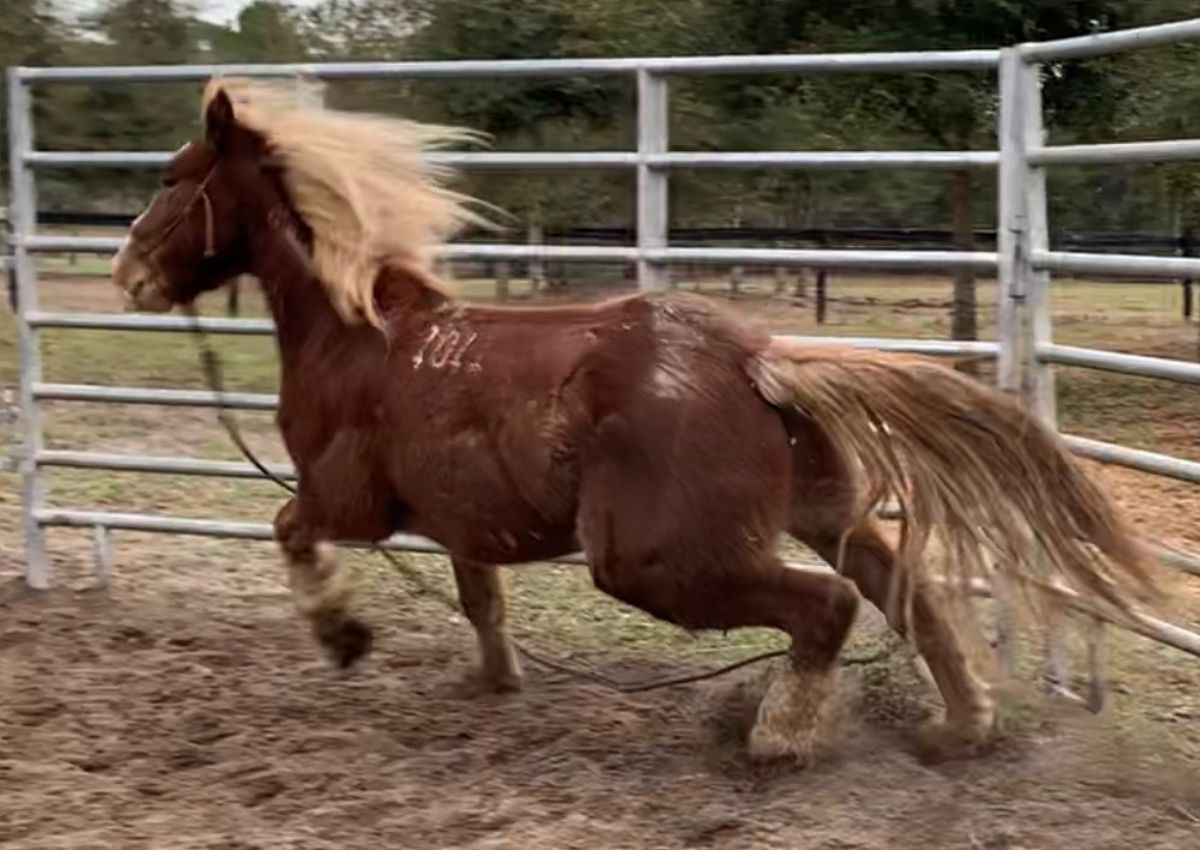 Horse Tuff runs with 1101 on his side