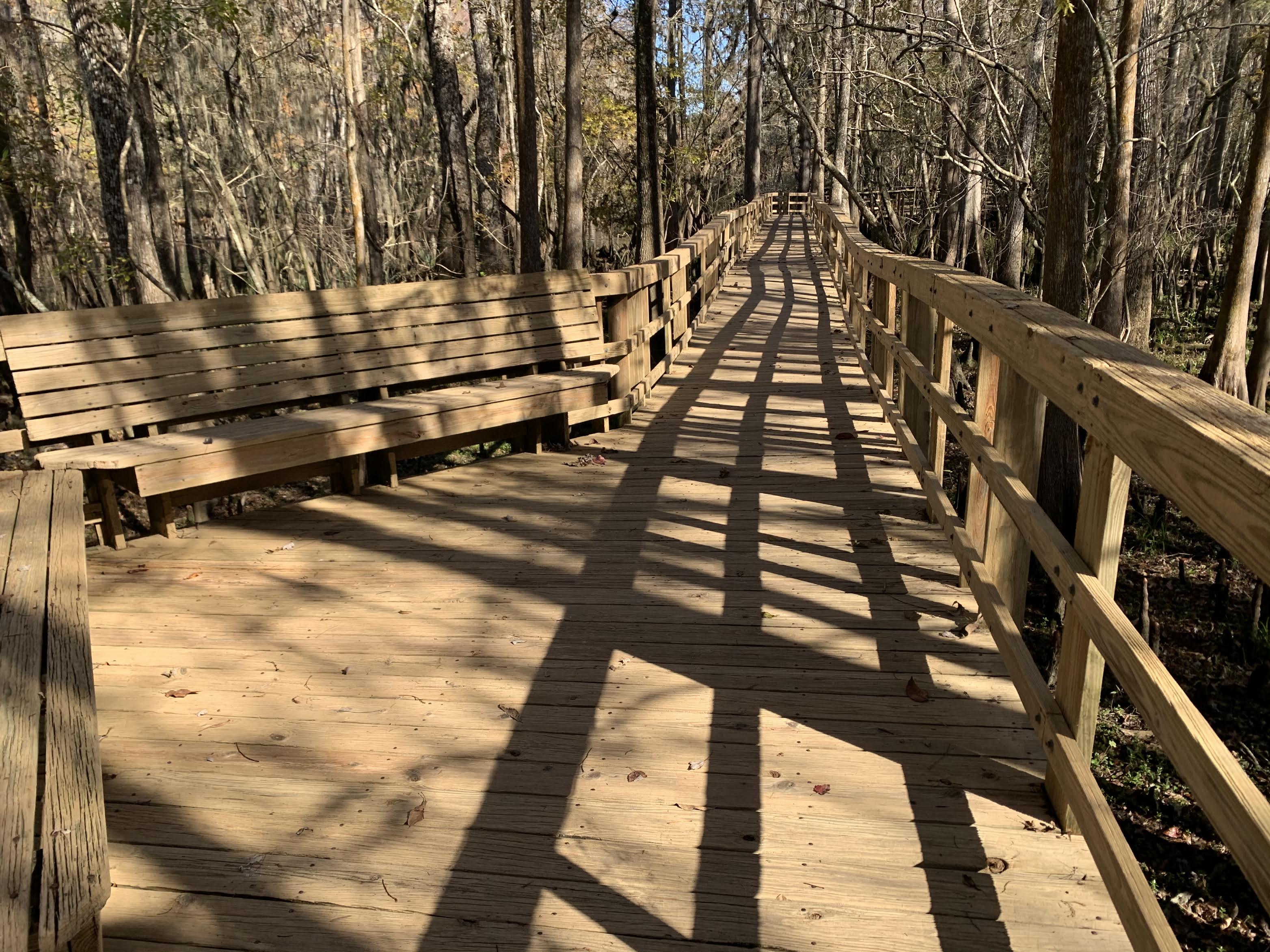 800 feet of boardwalk leading out to the Suwannee River lookout pavilion at Manatee Springs State Park