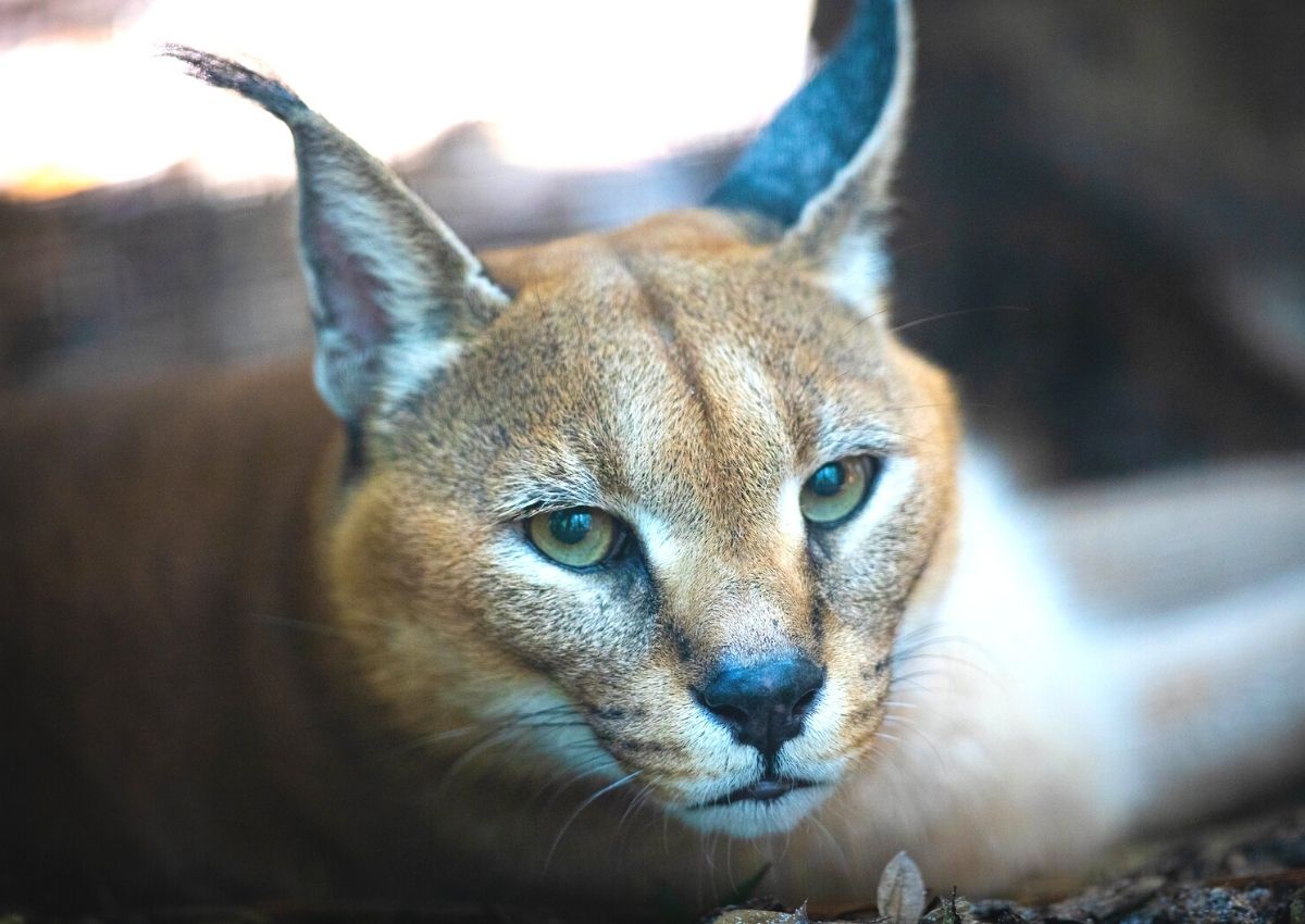 Santa Fe College Teaching Zoo caracal