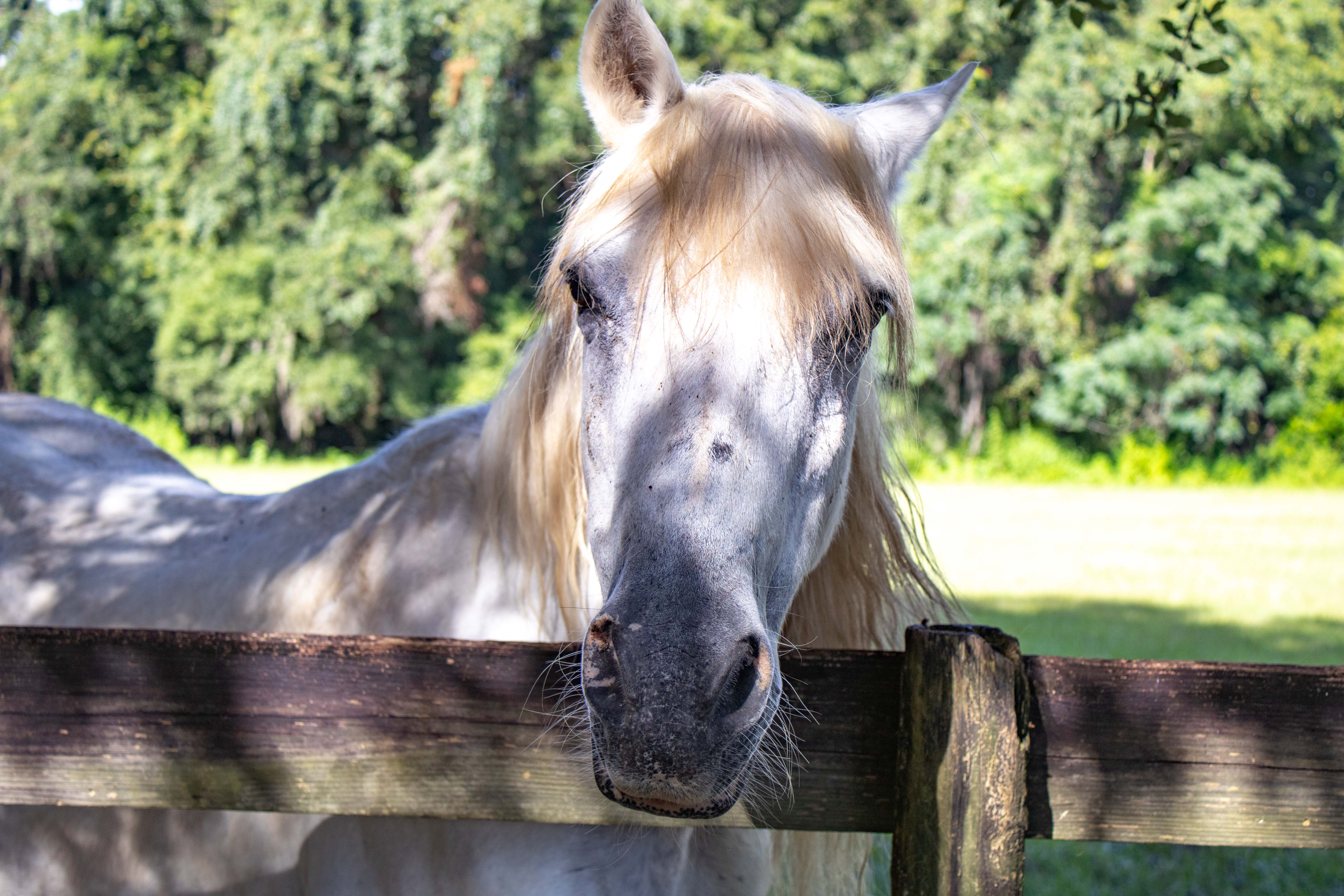 A horse at Mill Creek Farm in Alachua, Florida