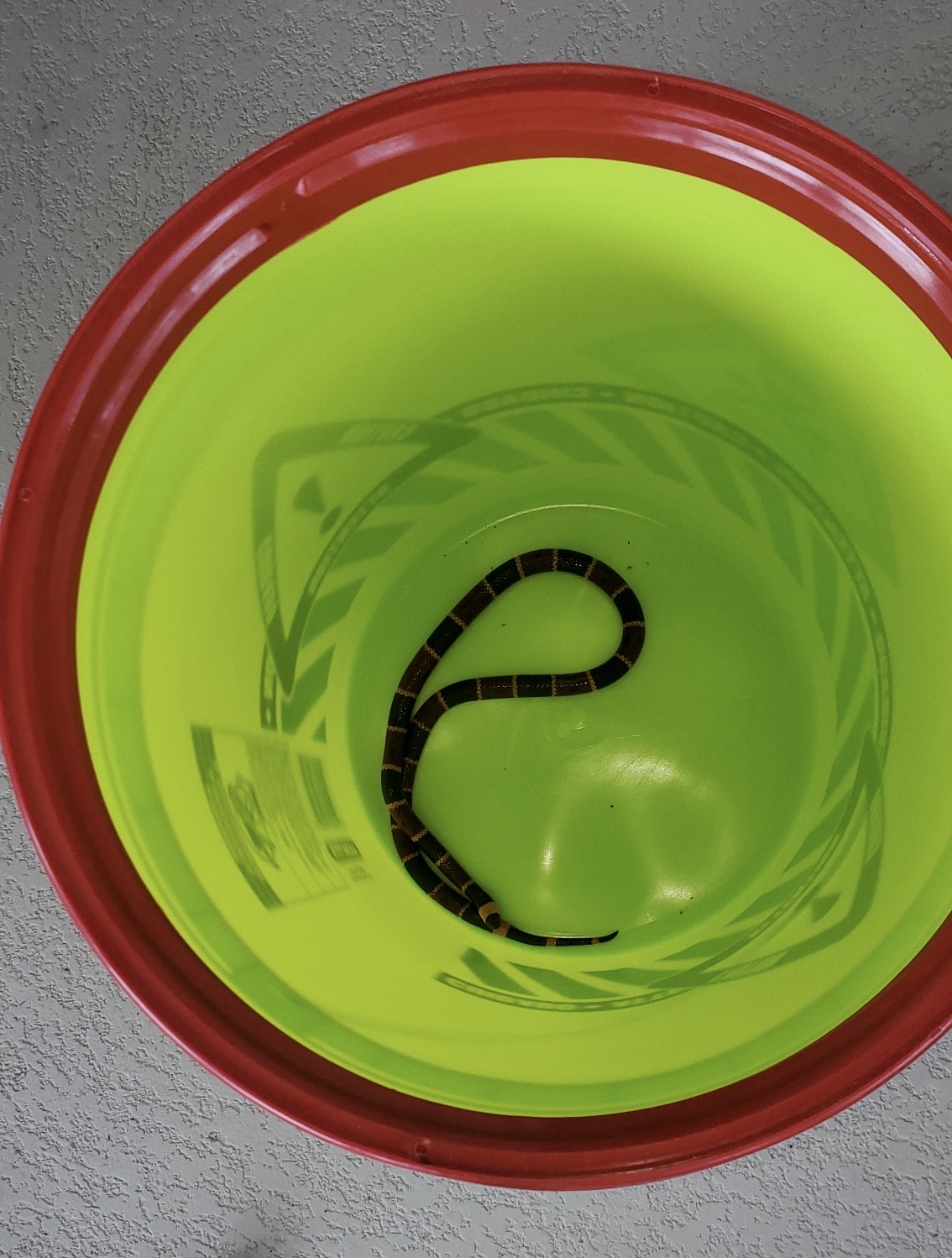 Coral snake in a bucket