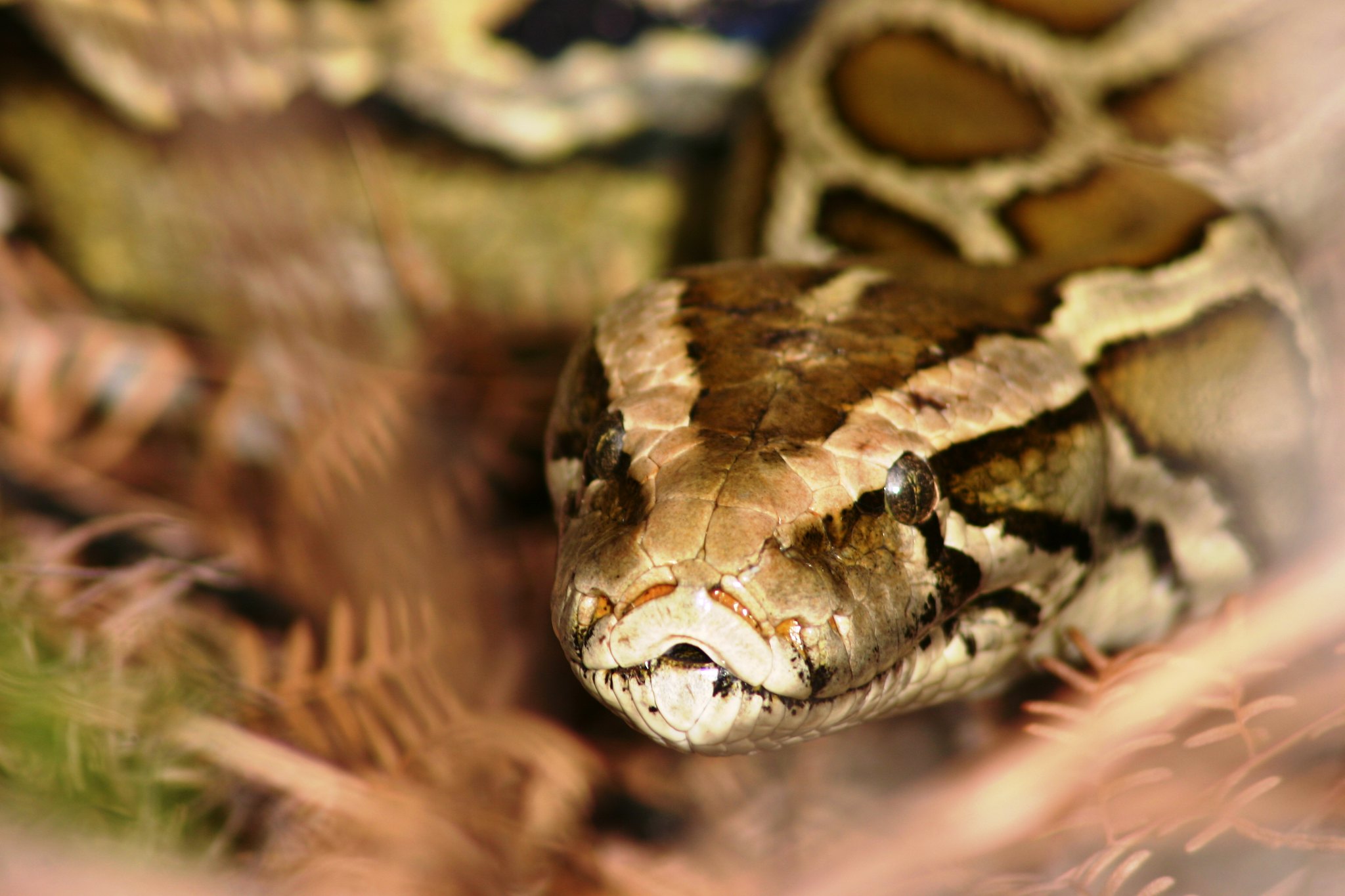 Close-up shot of python snake head