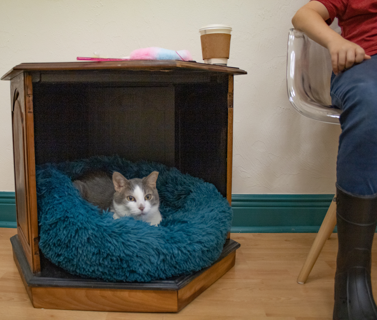 Resting cat at Feeline Good Cat Café