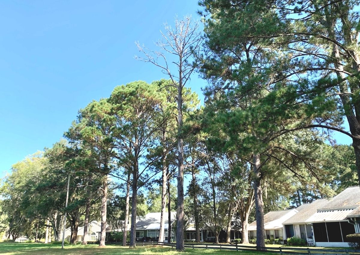 Row of West End trees that include a dead tree in county code violation
