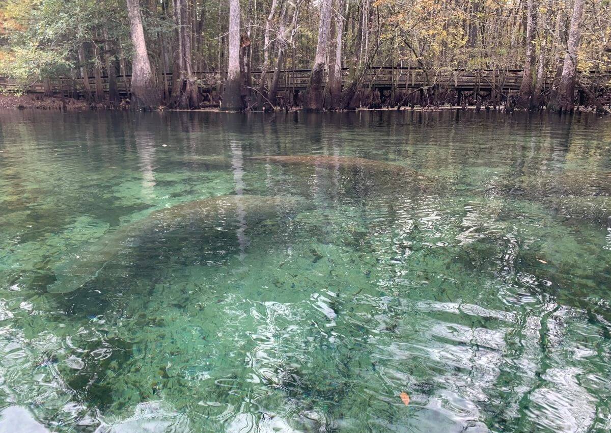 Manatees swimming in springs