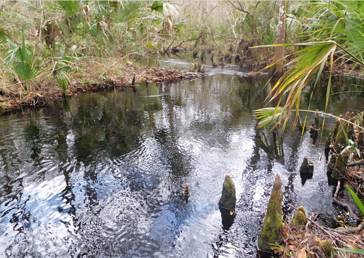 The Lochloosa Creek runs through the county's proposed land purchase.