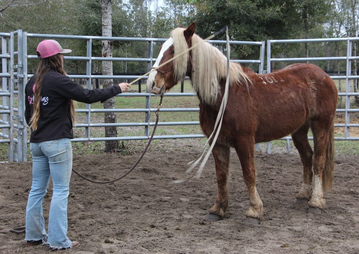 Horse trainer Cat Zimmerman works with mustang Tuff