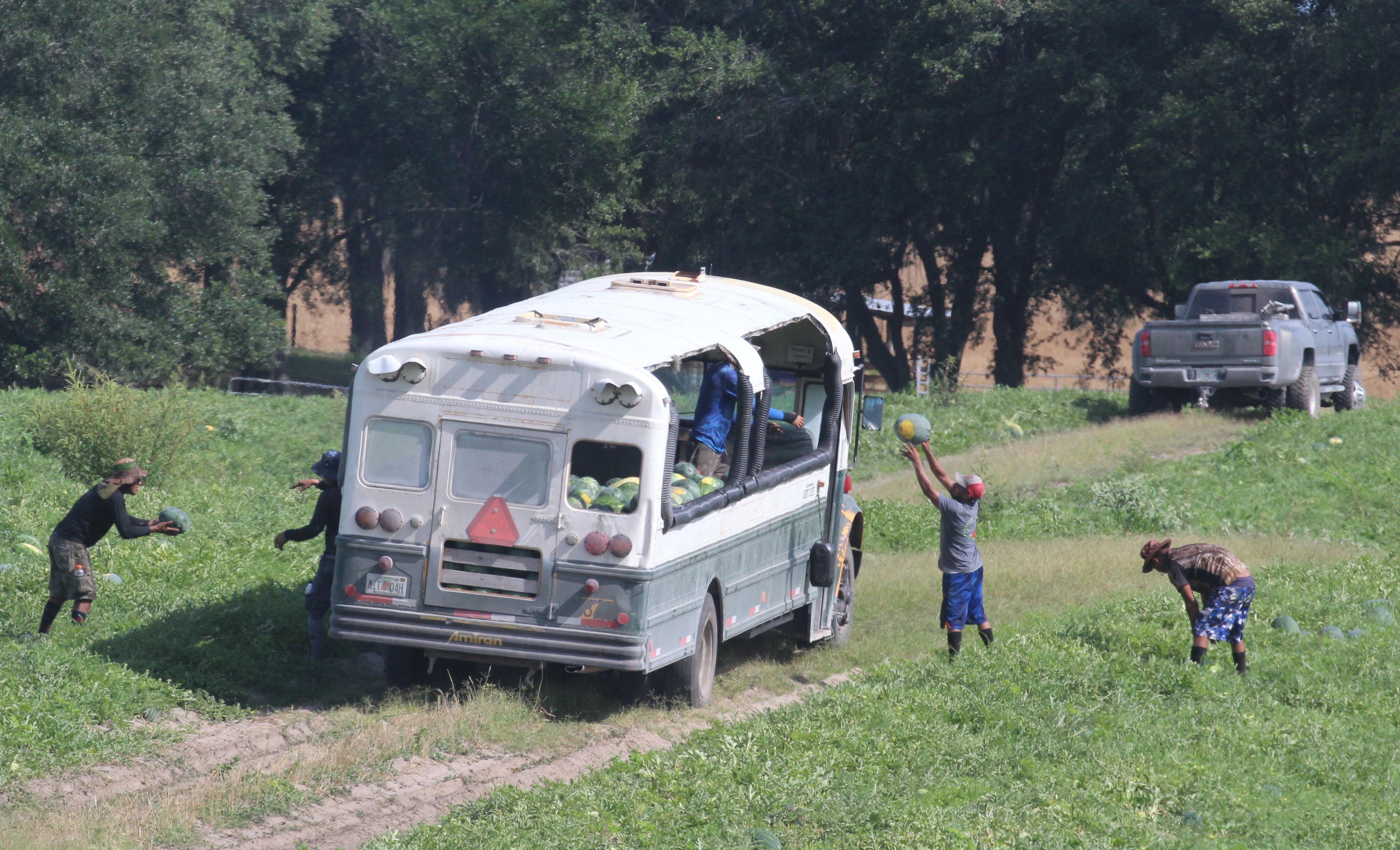 Watermelon harvest crew load the bus.