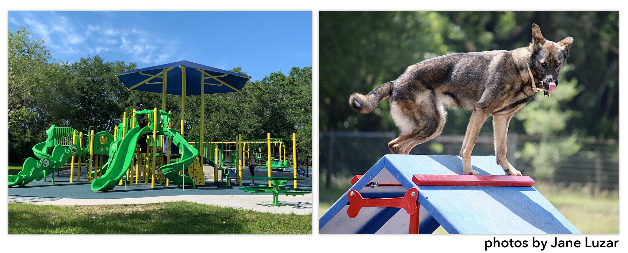 Dog playing at Squirrel Ridge Park in Gainesville, Florida