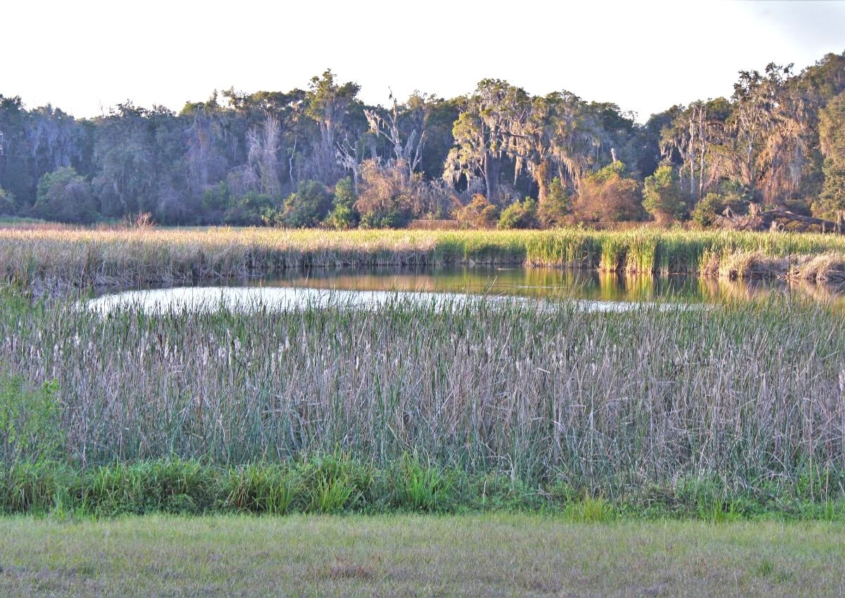 Chapman's Pond, a joint GRU and Alachua Audubon Society project, opened to the public in 1997.