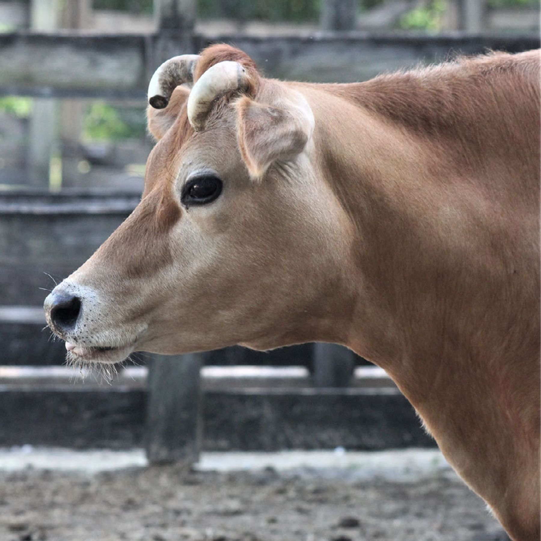 Morningside is home to two Jersey cows named Daisy and Zinnia.