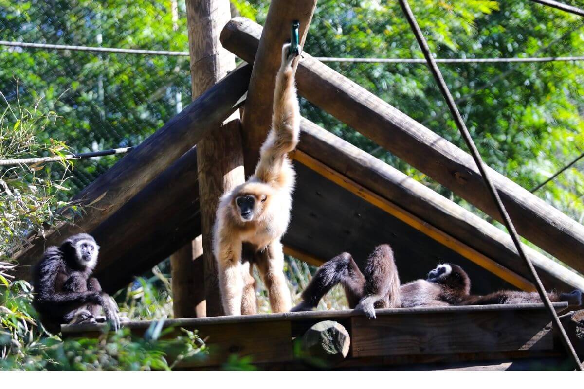A white-handed gibbon at the Santa Fe College Teaching Zoo