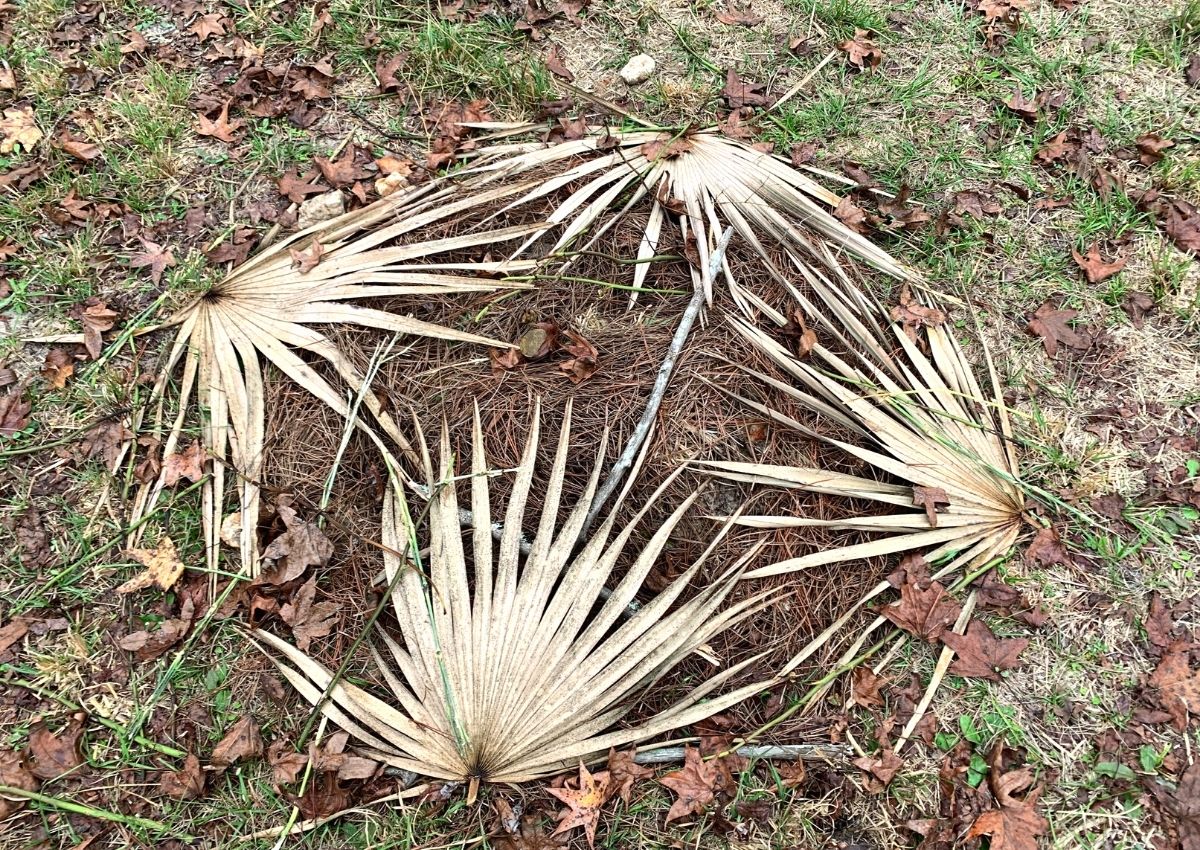Graves decorated with native plants